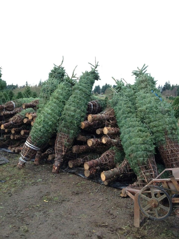 menefees christmas trees east tacoma christmas tree farm menefees christmas trees east tacoma christmas tree farm