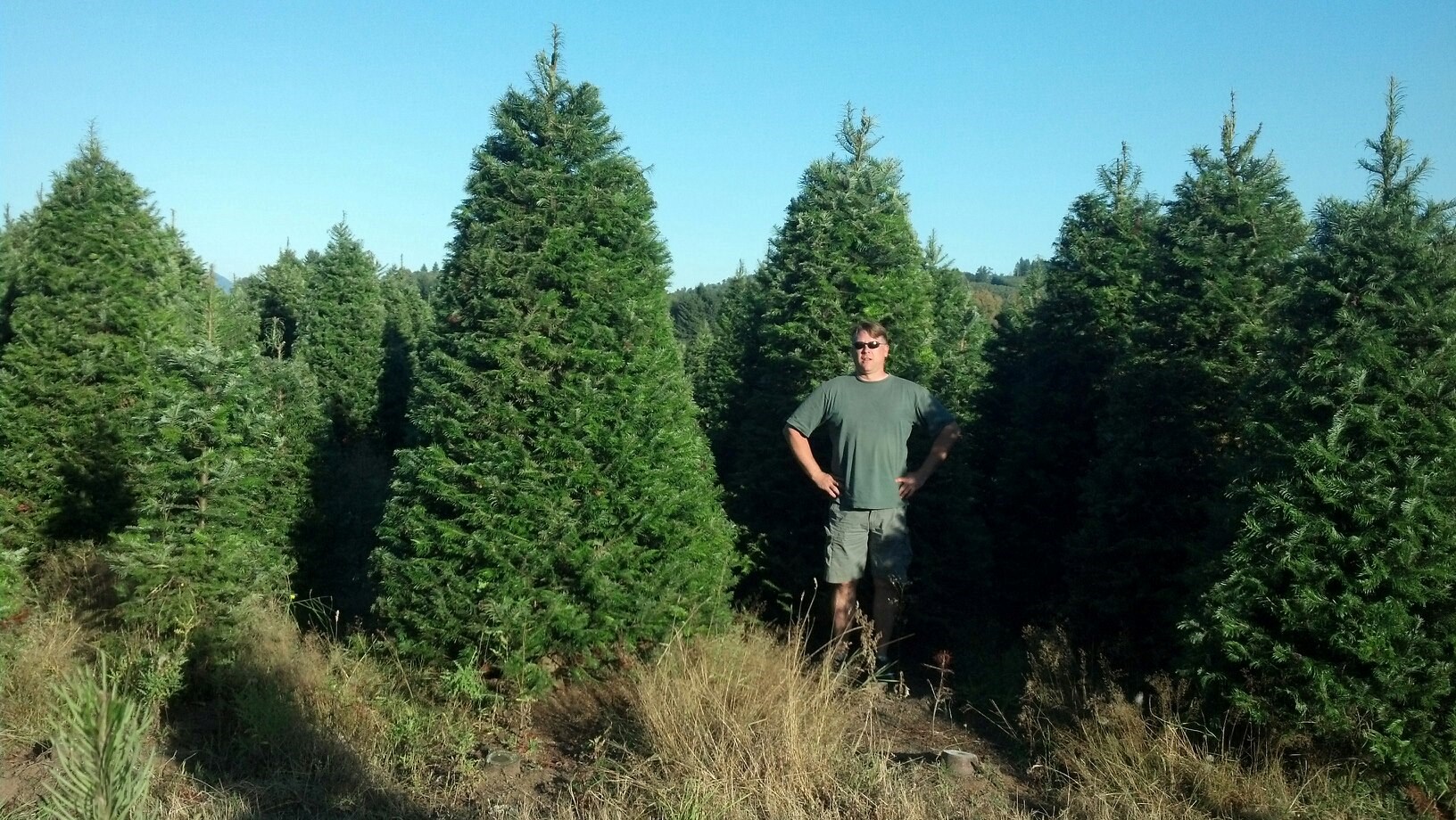 Menefees Christmas Trees Lakewood/University Place christmas tree farm