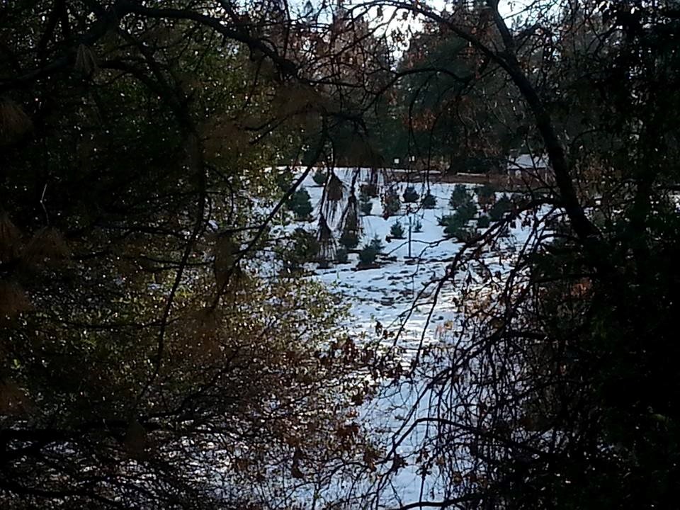greenwood christmas tree farm christmas tree farm greenwood christmas tree farm christmas tree farm