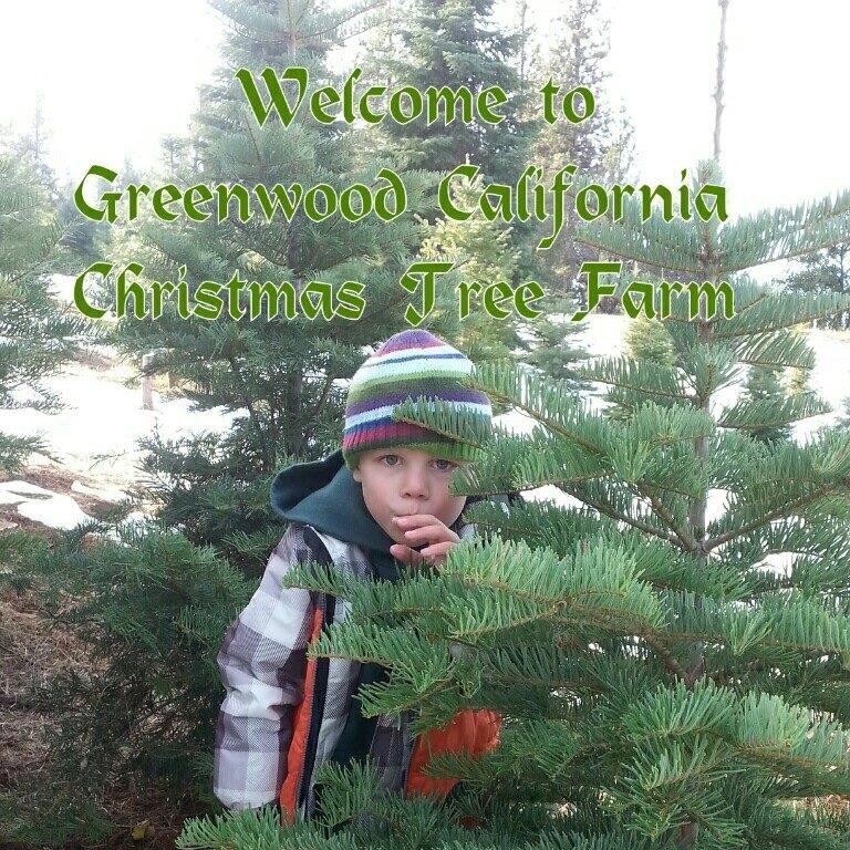 greenwood christmas tree farm christmas tree farm greenwood christmas tree farm christmas tree farm