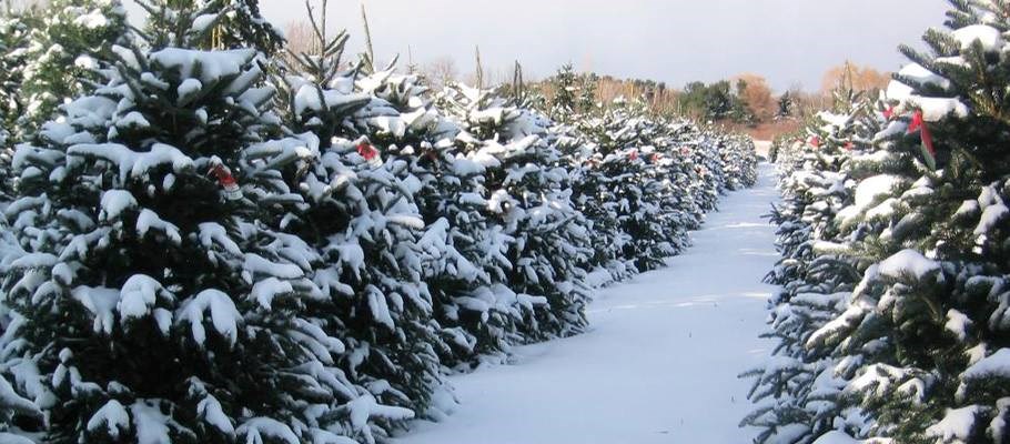 hacienda orchards christmas tree farm christmastreefarms net christmas tree farms ks