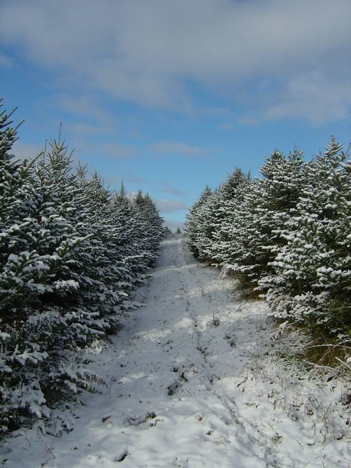 sycamore hollow tree farm christmas tree farm christmas tree farms ks