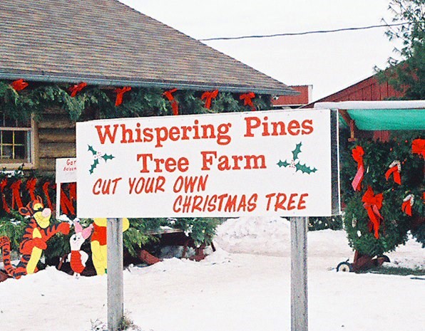 whispering pines tree farm thome road christmas tree farm whispering pines tree farm thome road christmas tree farm