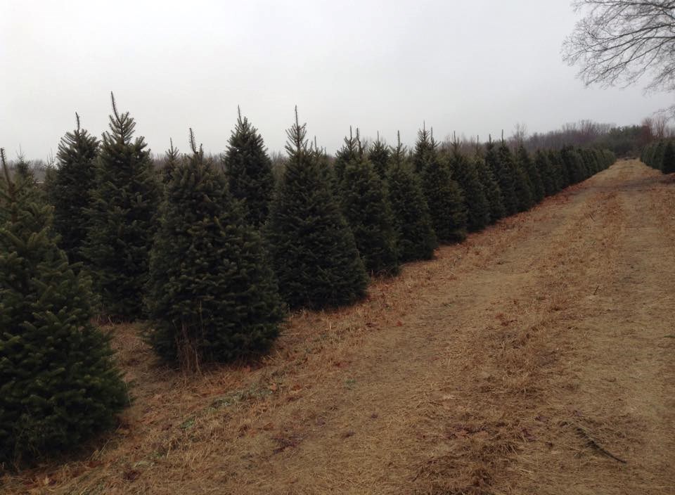 whispering pines tree farm thome road christmas tree farm whispering pines tree farm thome road christmas tree farm