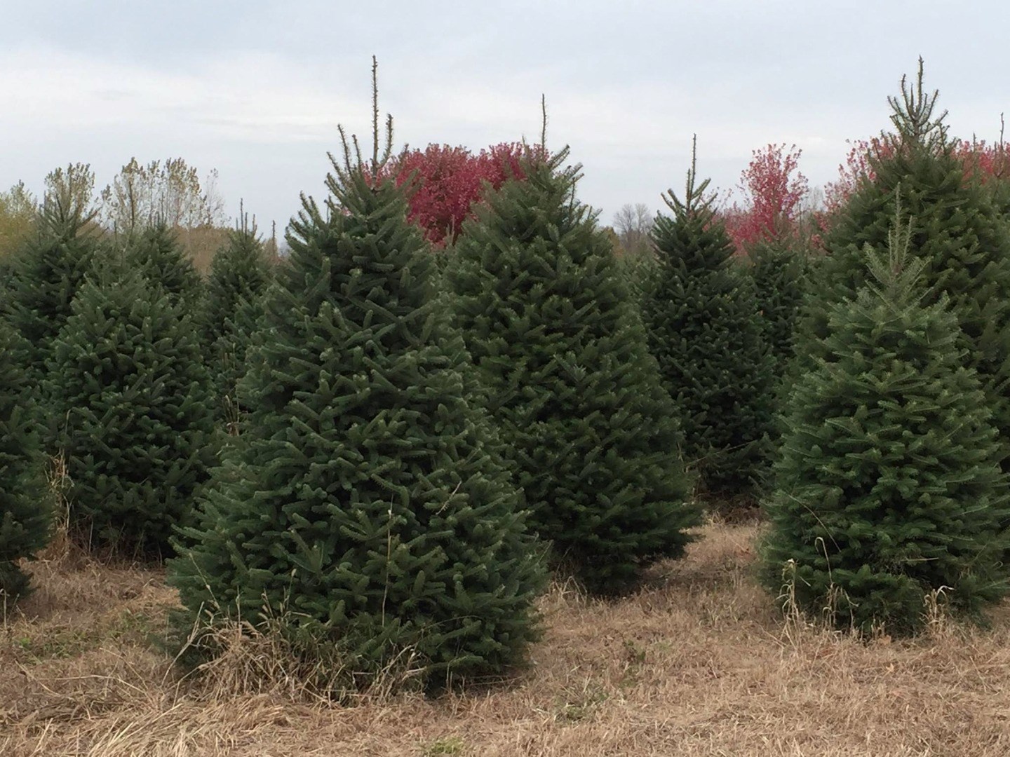 whispering pines tree farm thome road christmas tree farm whispering pines tree farm thome road christmas tree farm