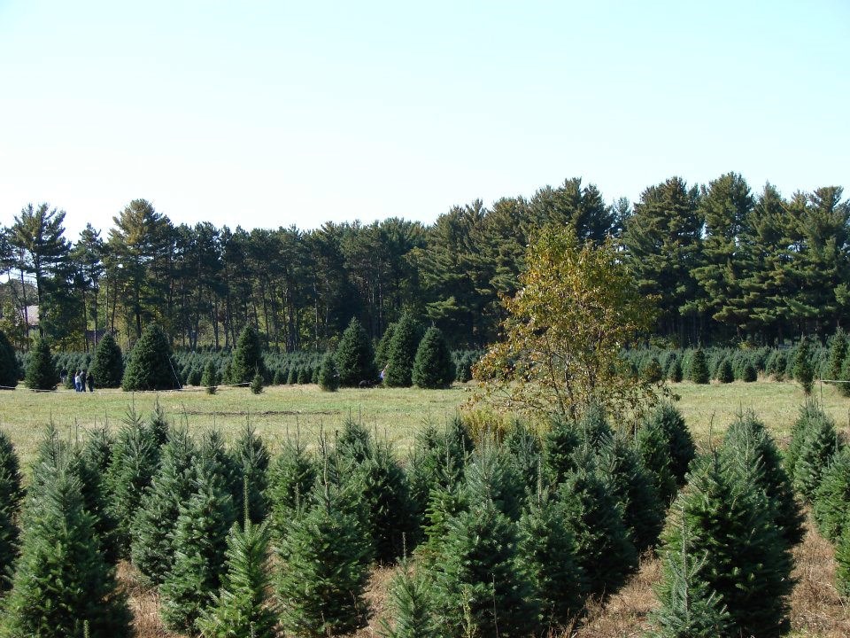 schroeder 39 s forevergreens cut your own christmas tree minnesota christmas tree farms