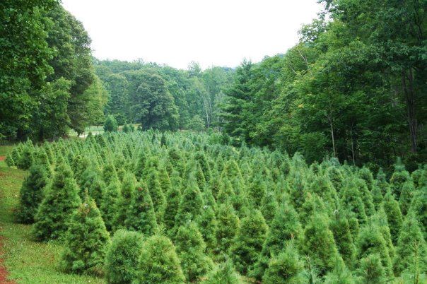 green needles christmas tree farm christmas tree farm green needles christmas tree farm christmas tree farm