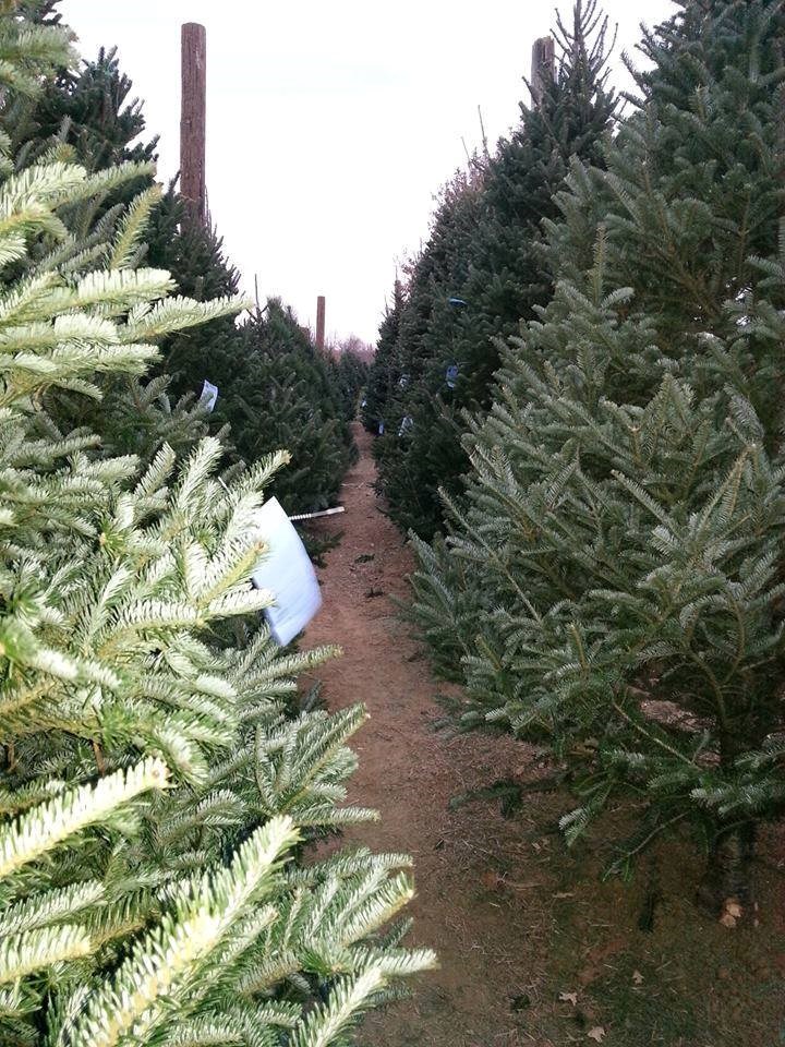 fort osage christmas trees christmas tree farm louisiana christmas tree farm
