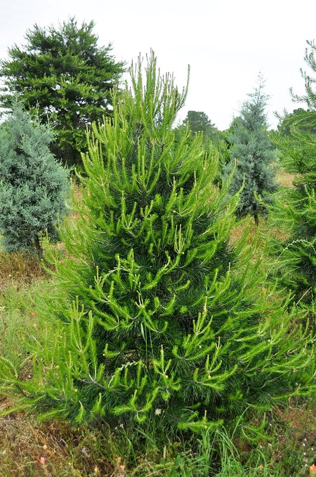 Evergreen Farms Christmas Trees - Elgin, TX 78621