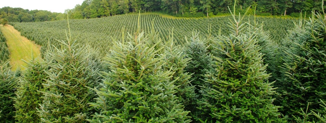 Cut your own Christmas tree near me. Buy Christmas tree near me. USA