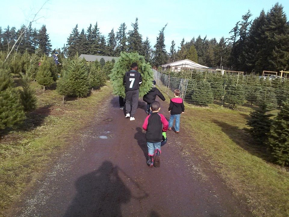 Cut wa tacoma u farm tree