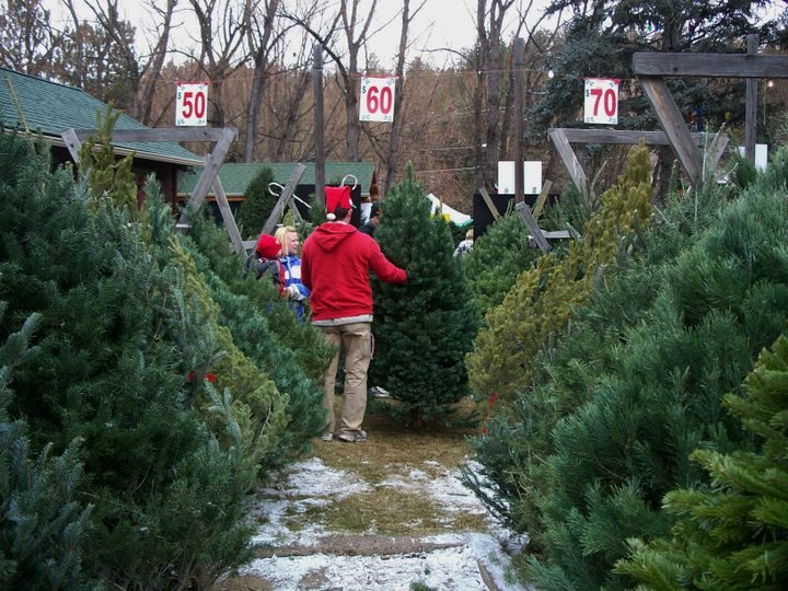Carroll county tree removal, Rochester NH