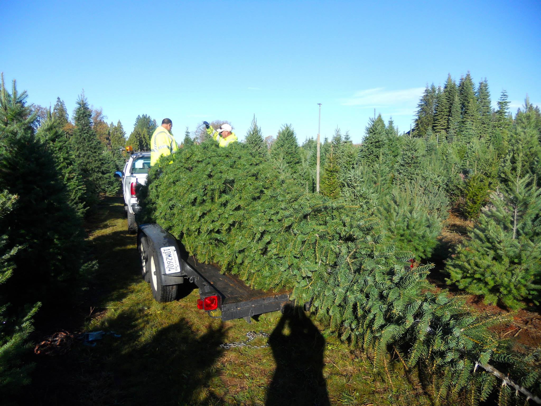 christmas tree farms camino ca