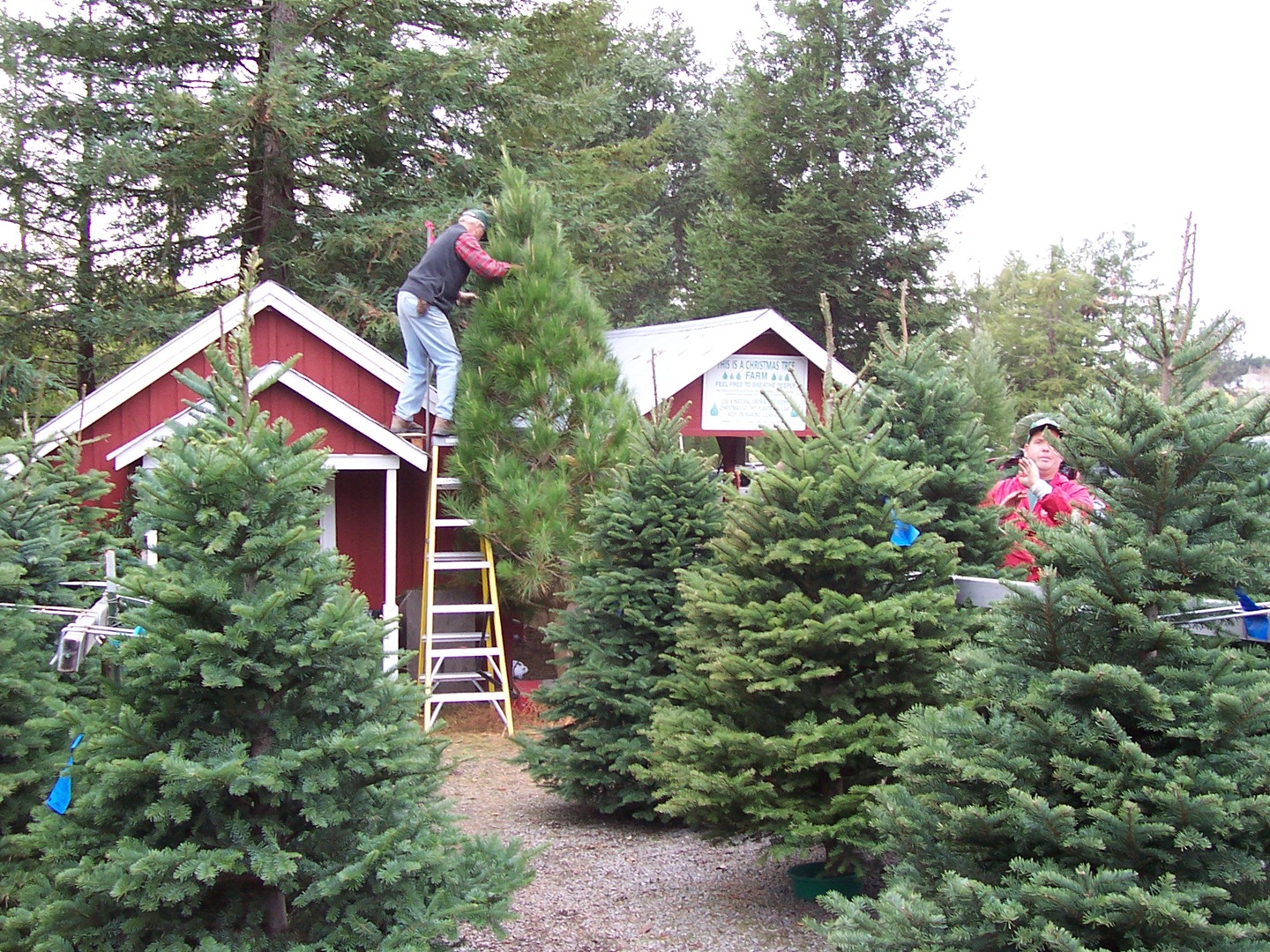 christmas tree farm