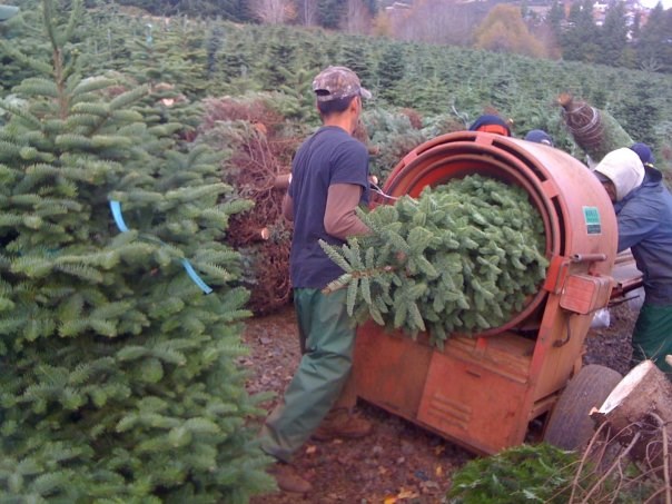 Battaglia Ranch Christmas Tree Farm San Martin Ca 95046
