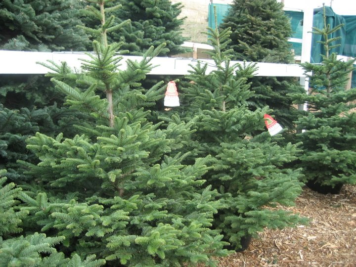 Clayton Valley Pumpkin Farm & Christmas Trees - 1060 Pine ...