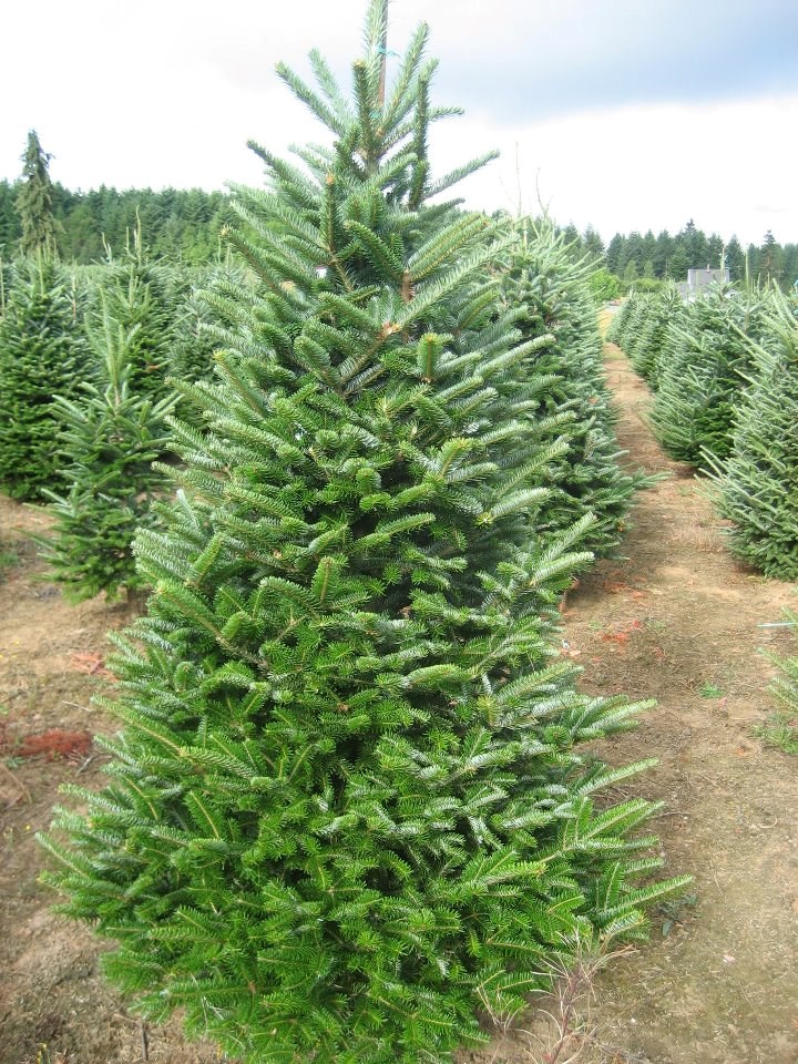 Clayton Valley Pumpkin Farm & Christmas Trees - 1060 Pine ...