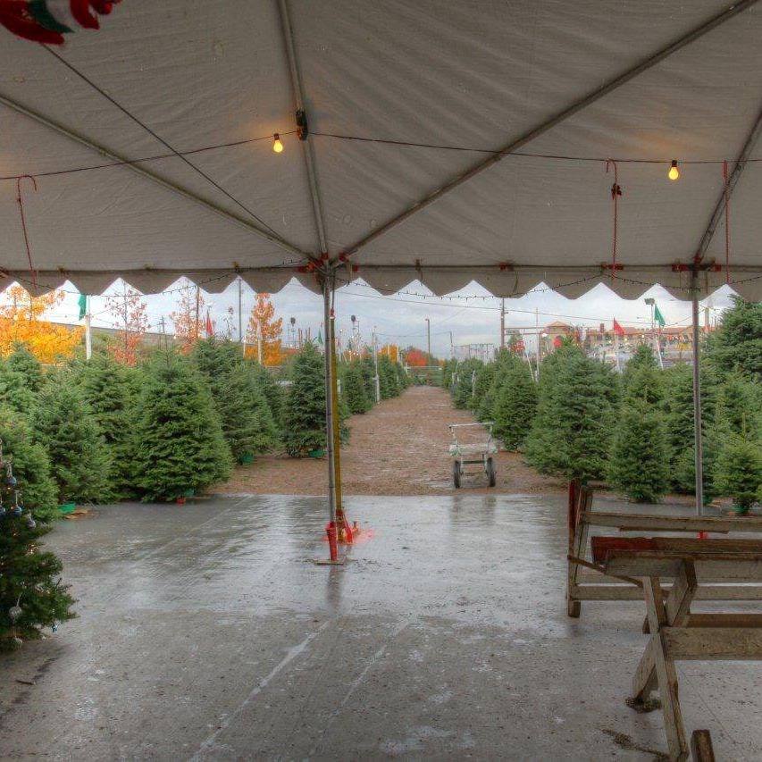 Abc tree farms coupon