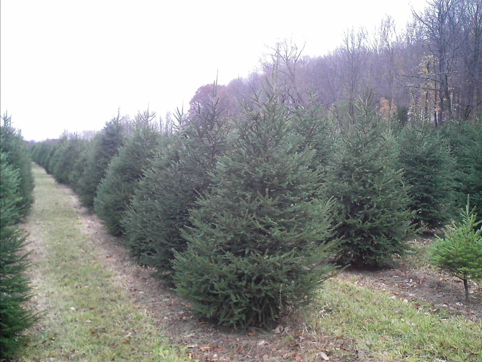 Abel's Trees - Verbank, NY 12585