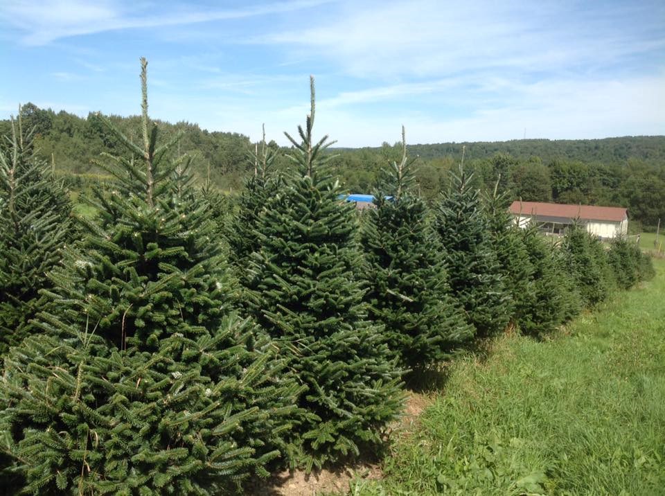 Christmas Tree Farms In Ct 2021