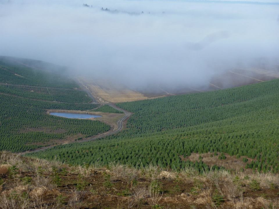 noble mountain tree farm christmas tree farm christmas tree farm idaho
