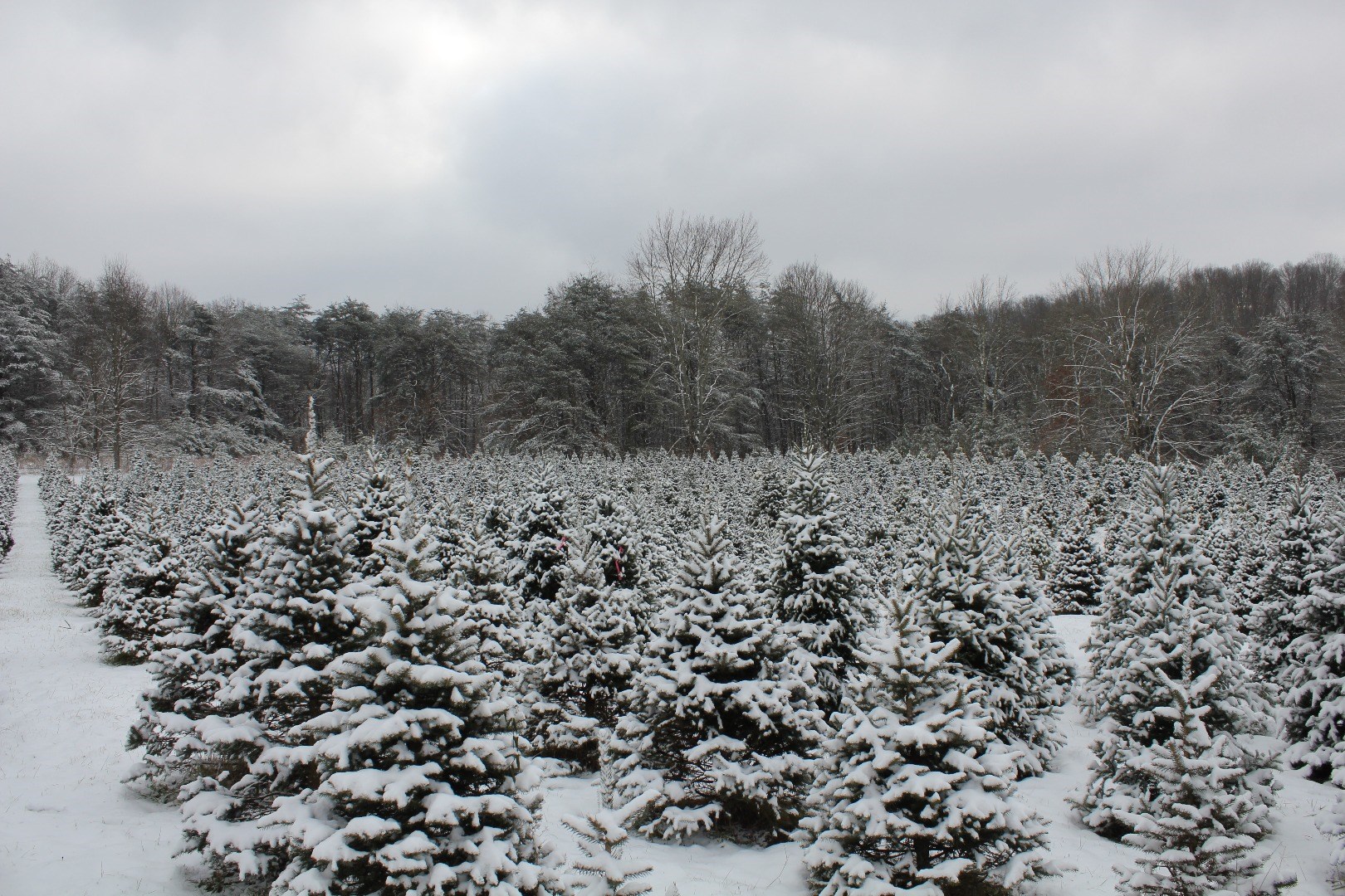 Apsley Family Christmas Trees Wellston, OH 45692