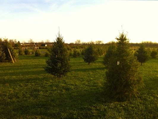 Ever Green Acres christmas tree farm | 0
