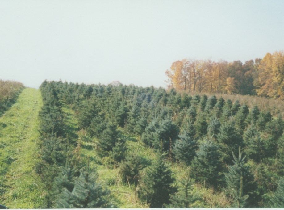 Galehouse Tree Farms Doylestown, OH 44230