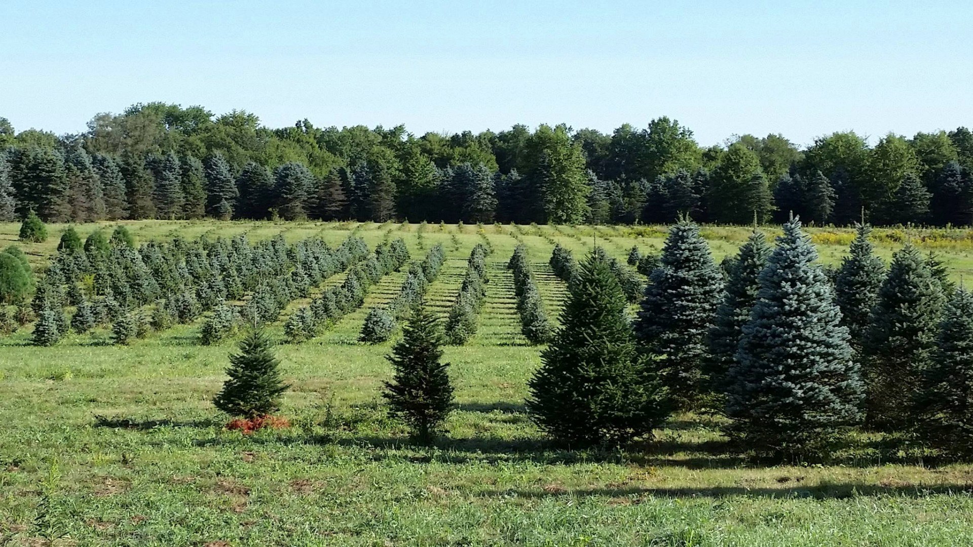 Storeyland Christmas Tree Farm - Burghill, OH 44404