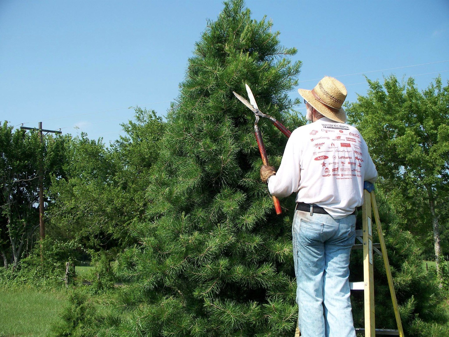 McNew Star M Christmas Tree Plantation - Quinlan, TX 75474