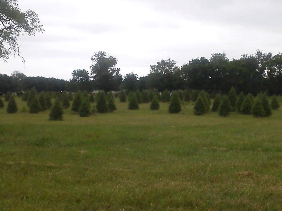 Blackjack christmas tree farm Blackjack christmas tree farm