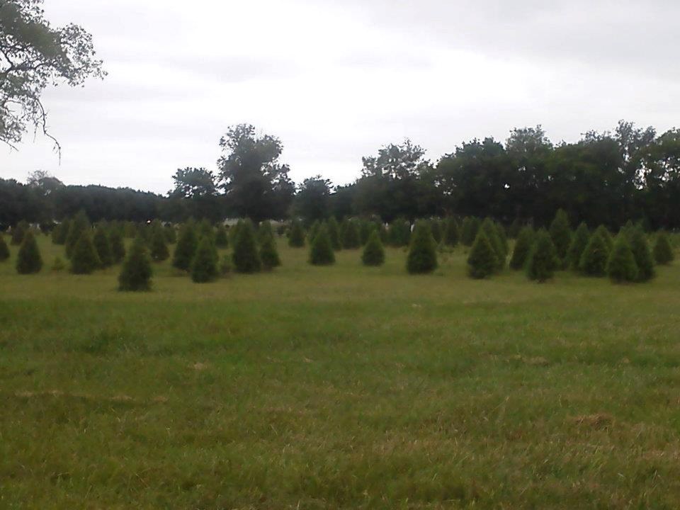 Blackjack christmas tree farm