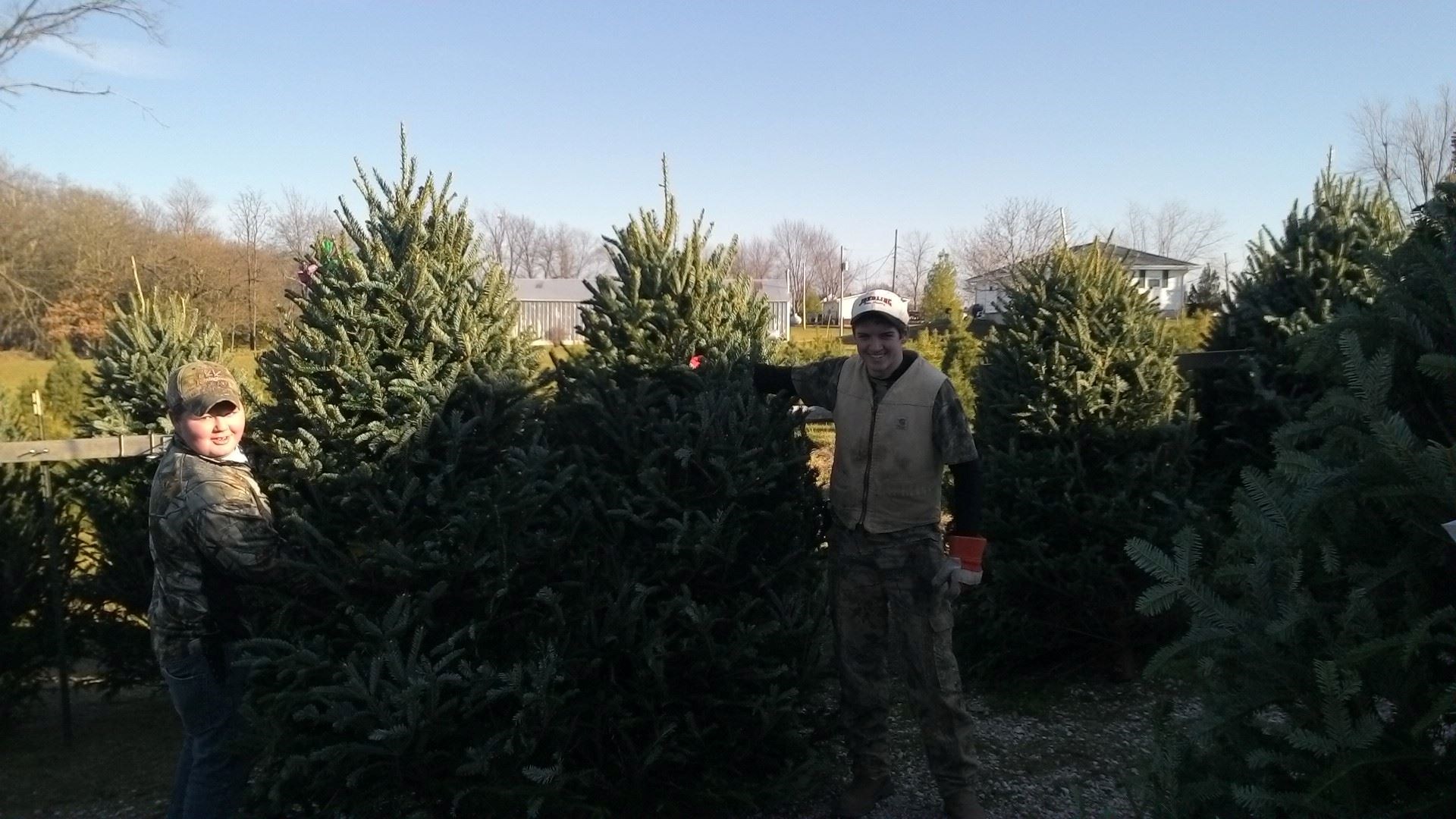 Country Pines Christmas Tree Farm