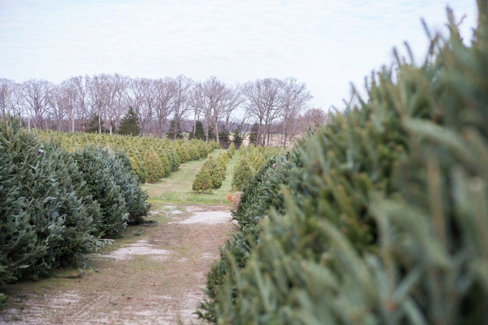 Country Pines Christmas Tree Farm christmas tree farm | www.bagssaleusa.com