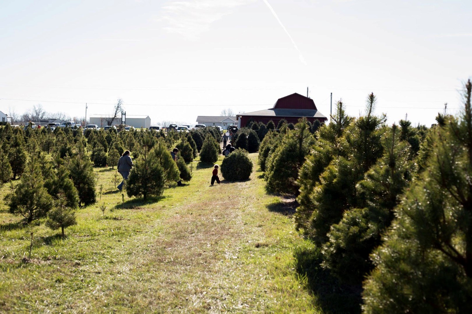 Country Pines Christmas Tree Farm