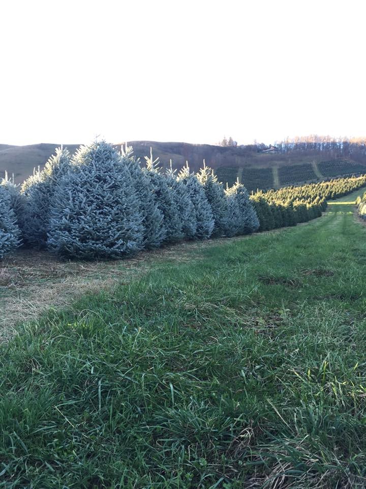 Frosty's Choose & Cut West Jefferson, NC 28694