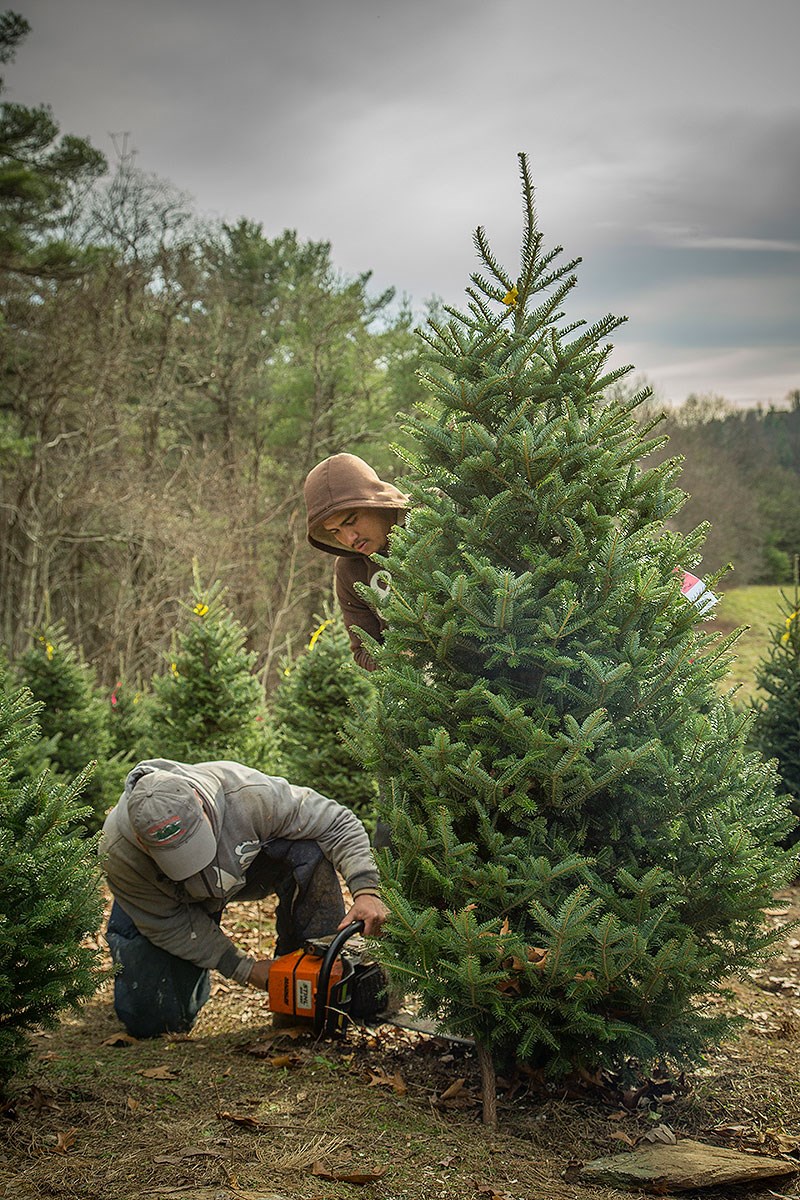 Lil' Grandfather Choose &amp; Cut christmas tree farm | ChristmasTreeFarms.net