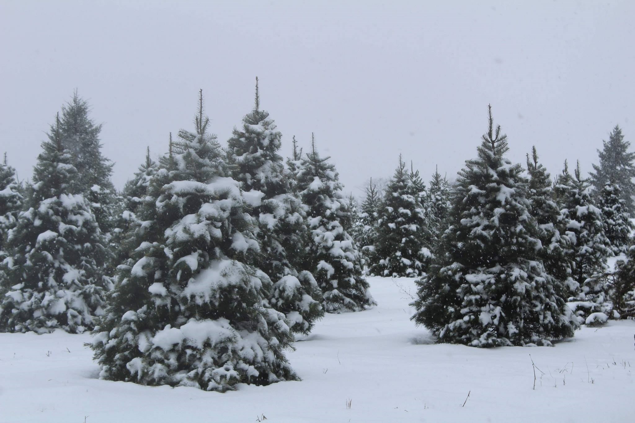 Shetler Tree Farm - Brockport, NY 14420