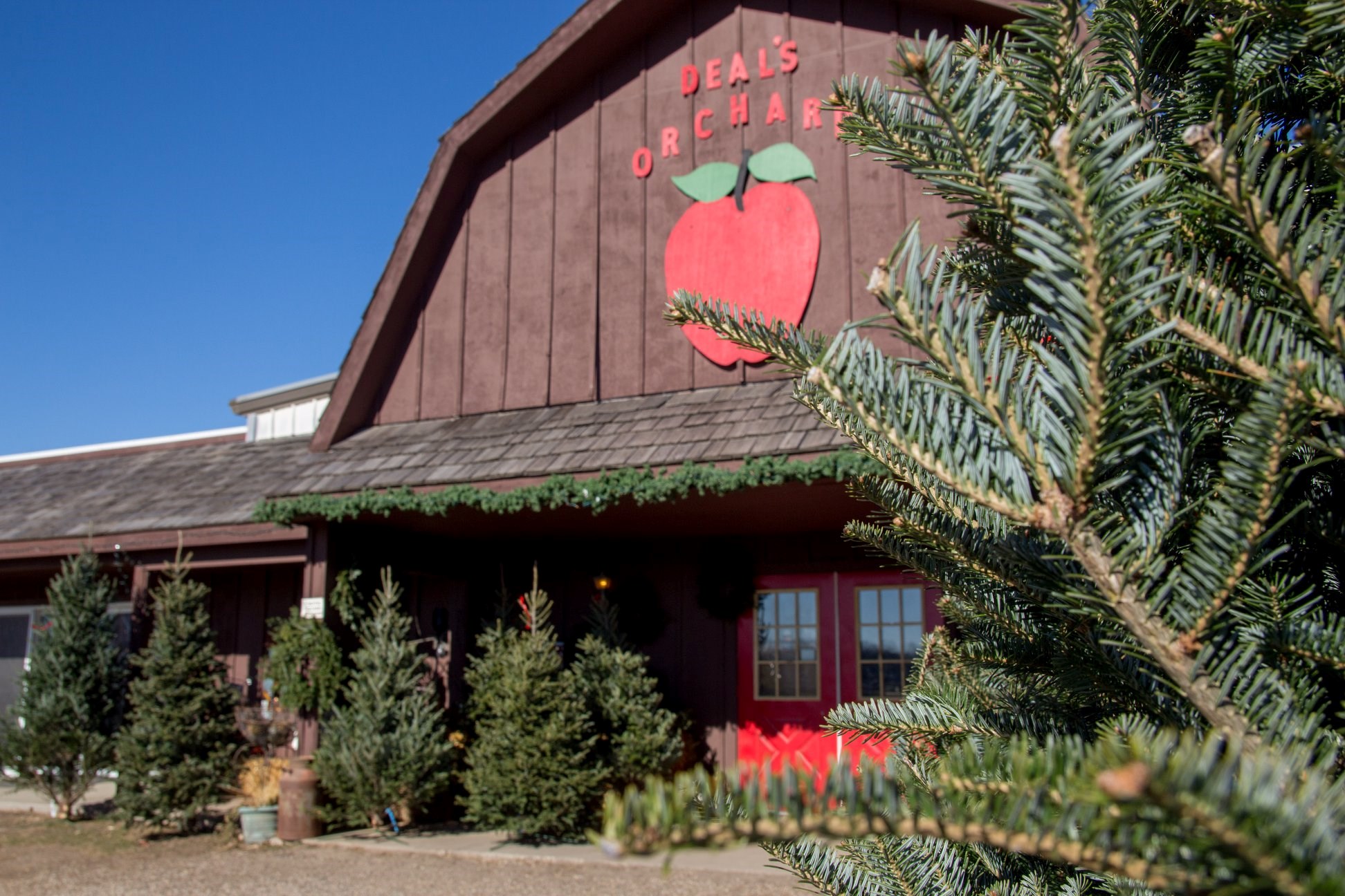 Deal's Orchard christmas tree farm | ChristmasTreeFarms.net