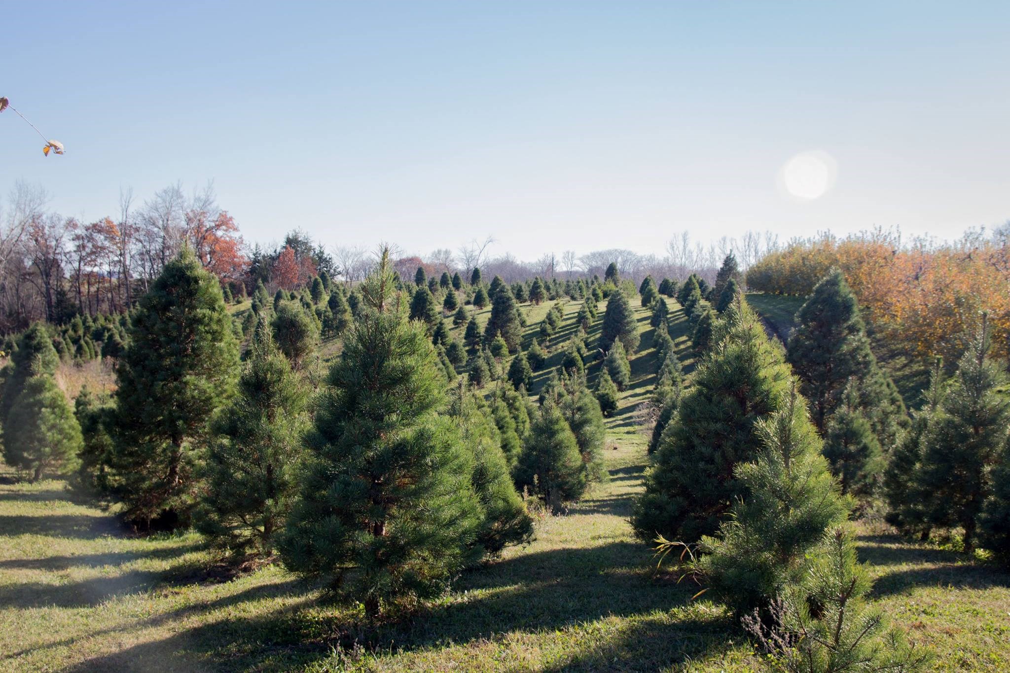 Deal's Orchard christmas tree farm | ChristmasTreeFarms.net