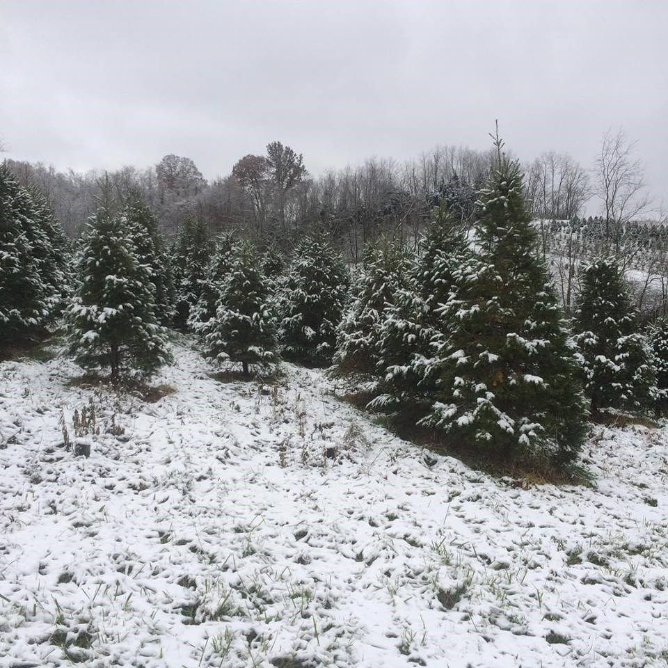 Candle Tree Farm Washington, PA 15301