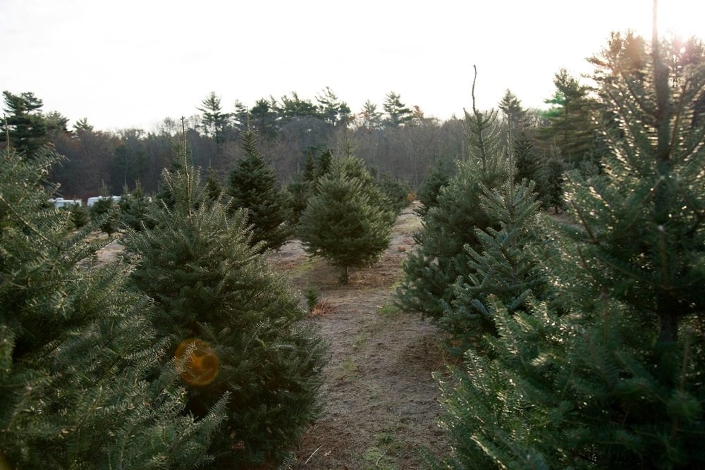 The Christmas Tree Farm christmas tree farm | ChristmasTreeFarms.net