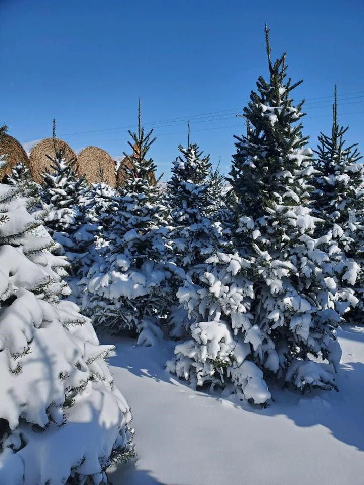Katalari Farms christmas tree farm | ChristmasTreeFarms.net