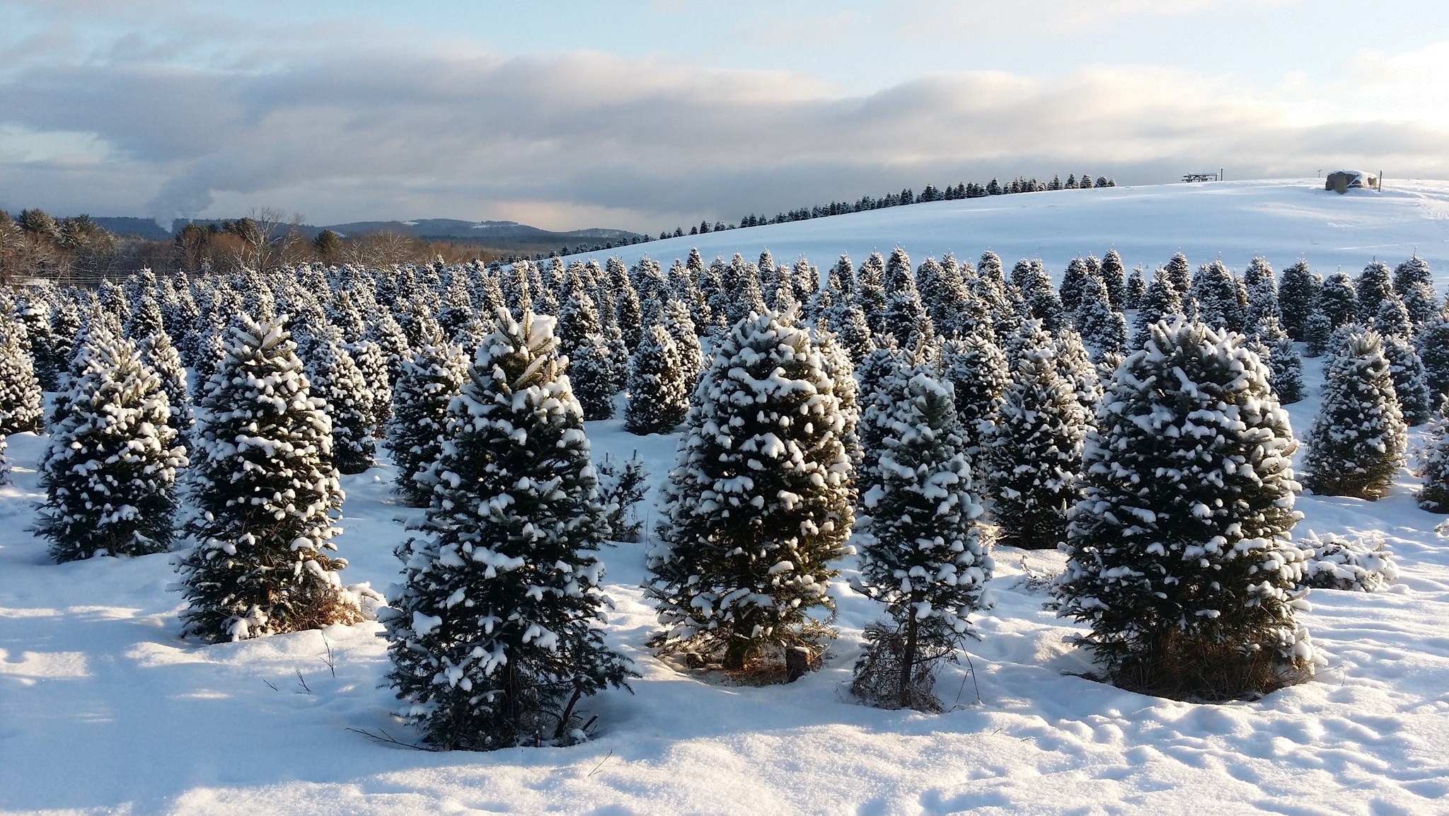 The Rocks Christmas Tree Farm Bethlehem Nh 03574
