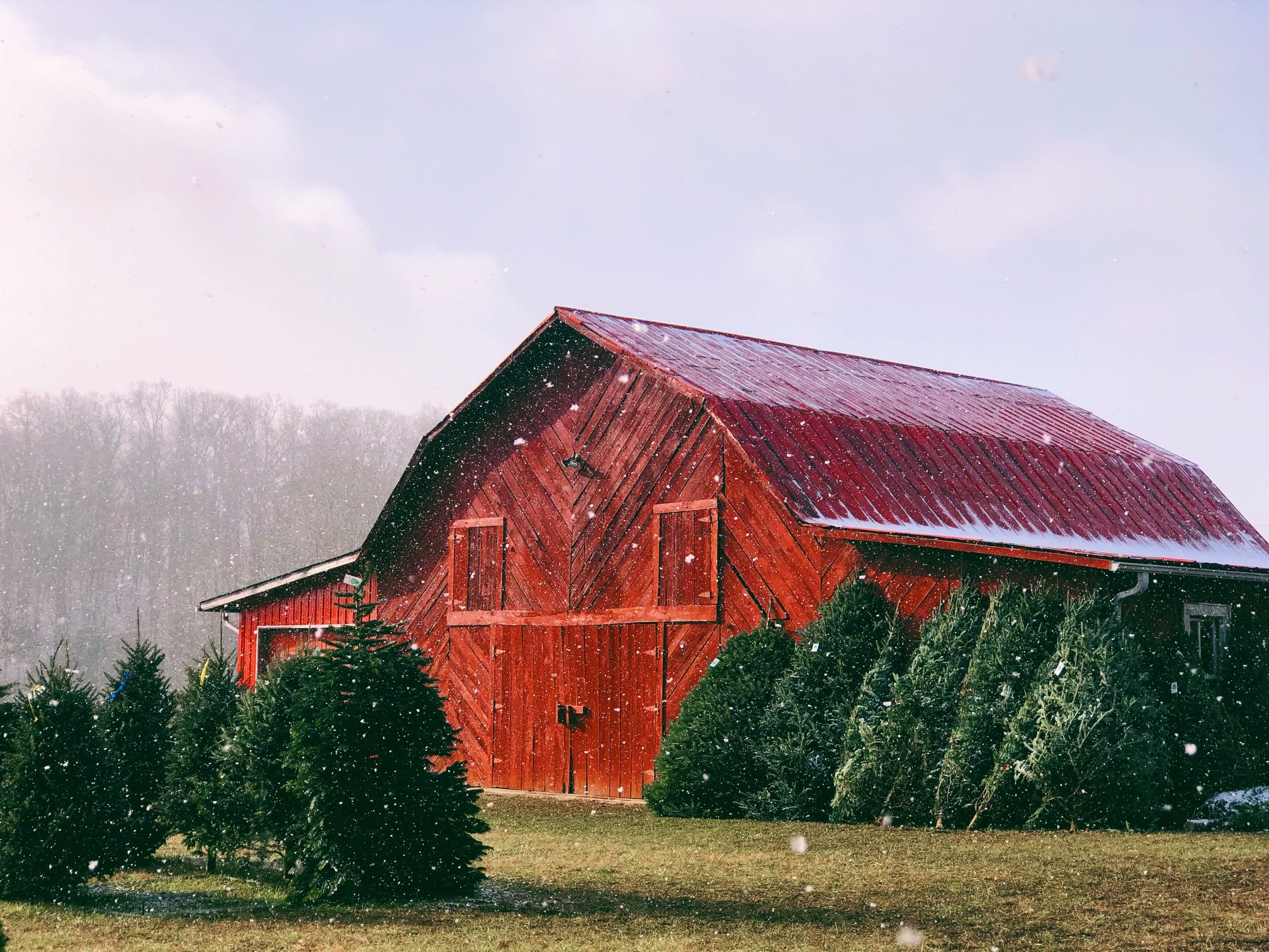 Red Barn Christmas Tree Farm Nc.html